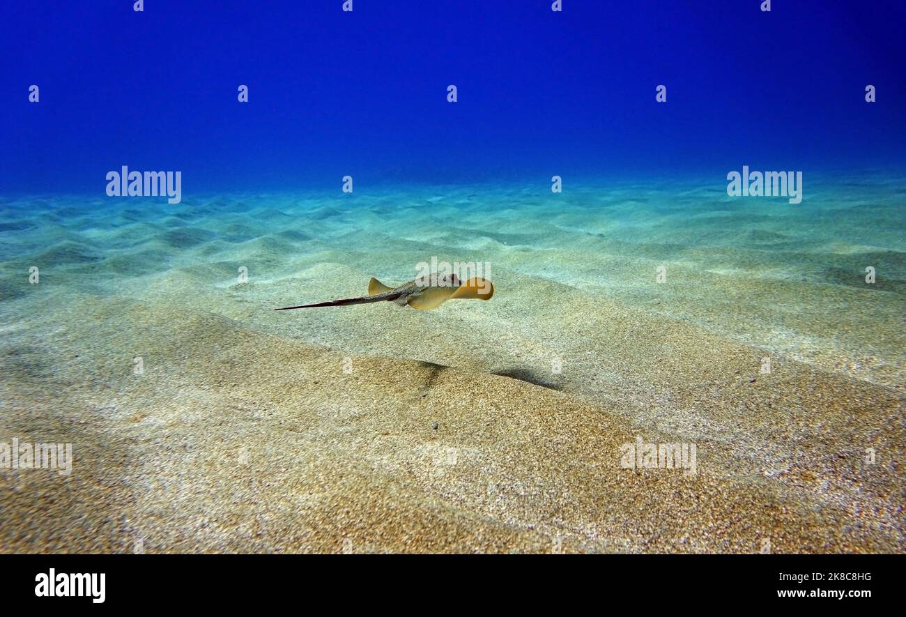 Fotografia subacquea scena con bella stingray Foto Stock