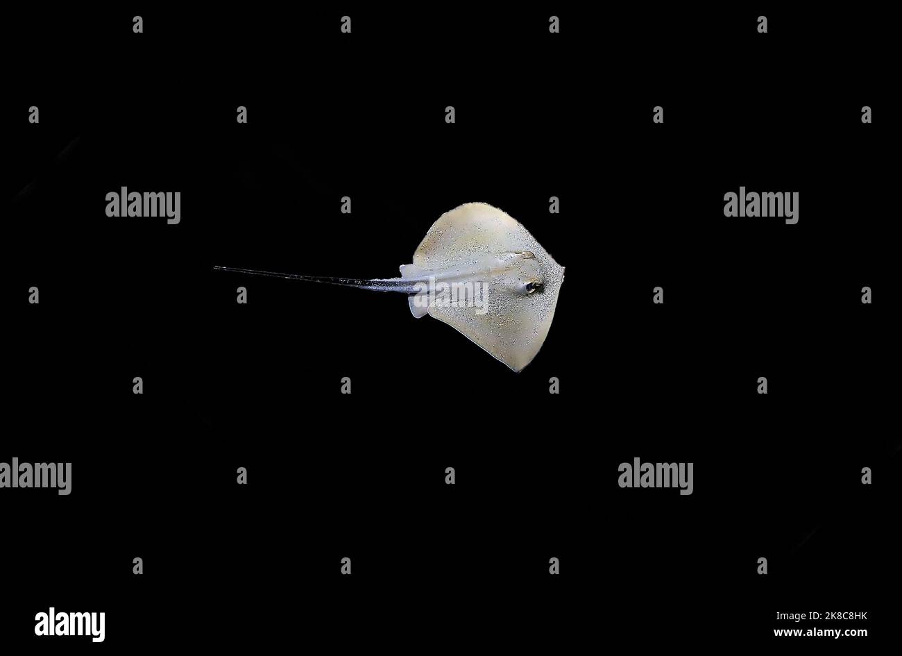 Fotografia subacquea scena con bella stingray Foto Stock