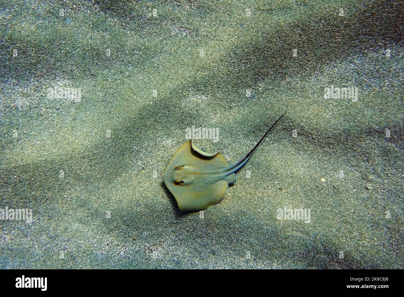 Fotografia subacquea scena con bella stingray Foto Stock