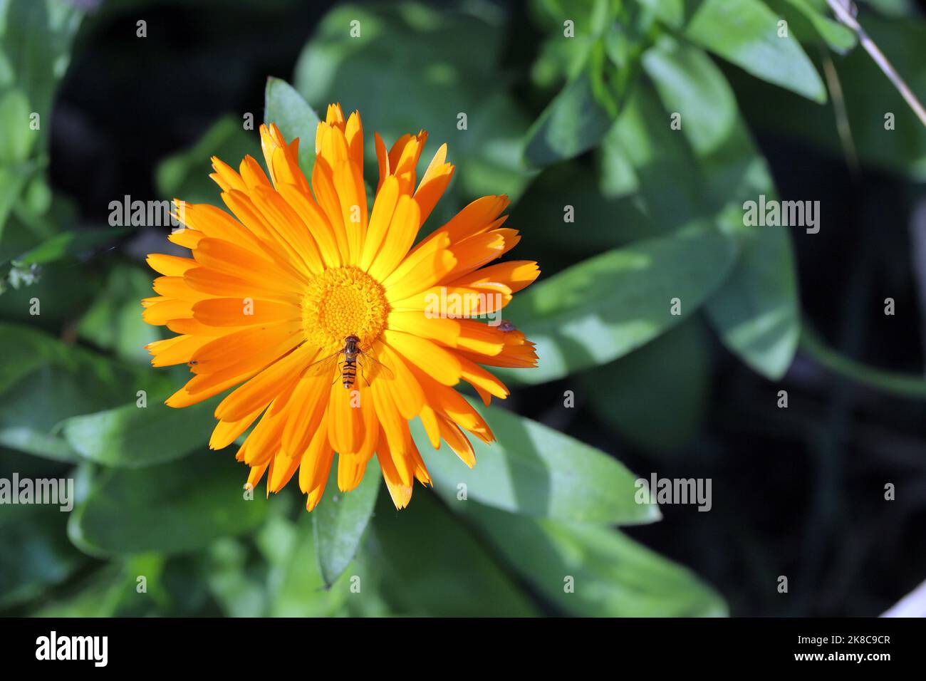 Marigold arancione (Calendula officinalis) su sfondo verde. Foto Stock