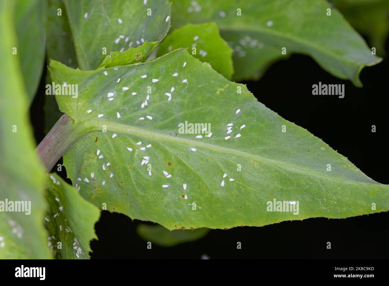 Whitefly problemi nel giardino, whiteflies sulle verdure. Sono parassiti importanti di molte piante. Foto Stock