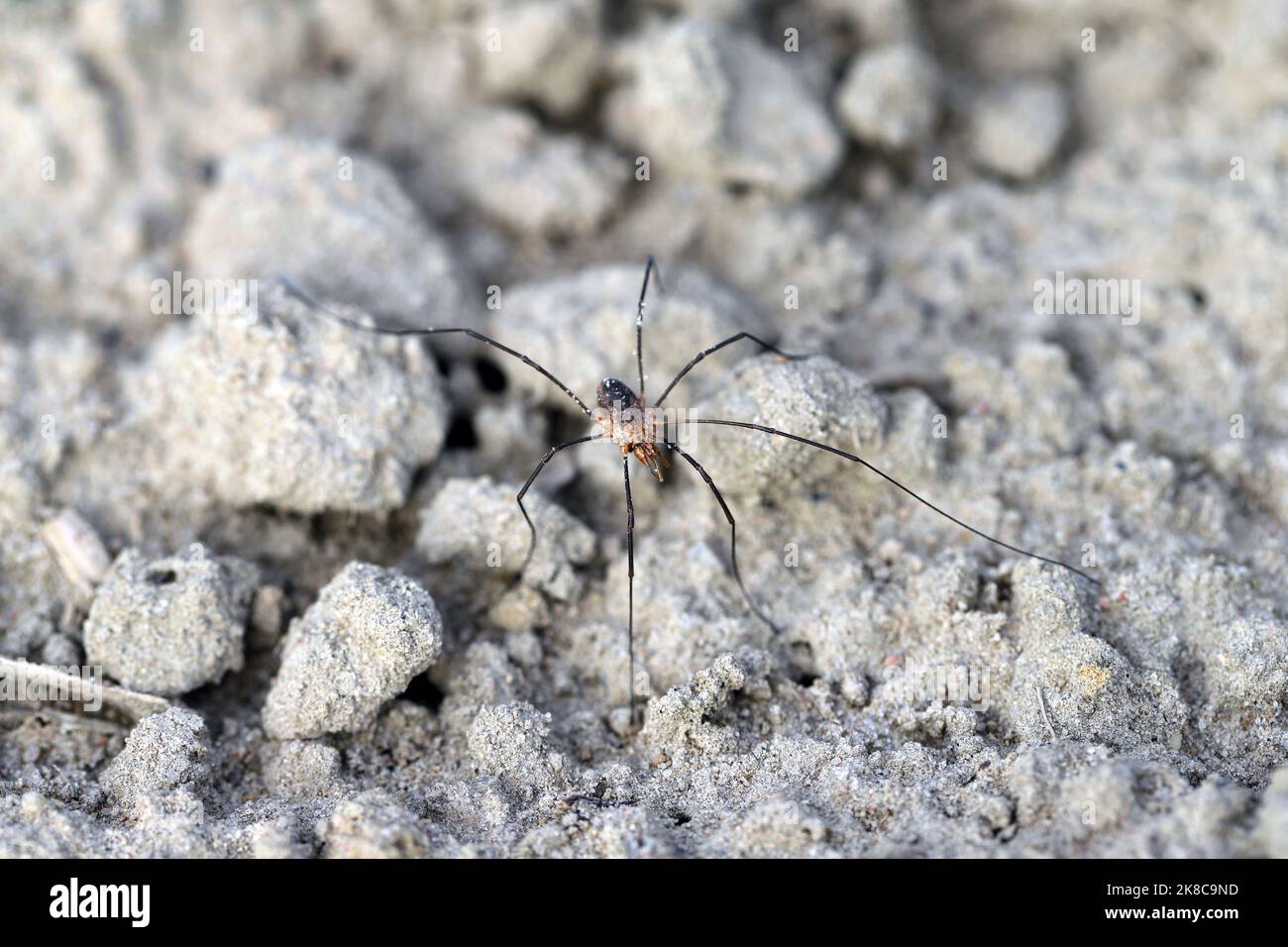 Harvestmen, raccoglitrici, ragni o palangari, ragno in un campo di coltura in agrocenosi. Foto Stock