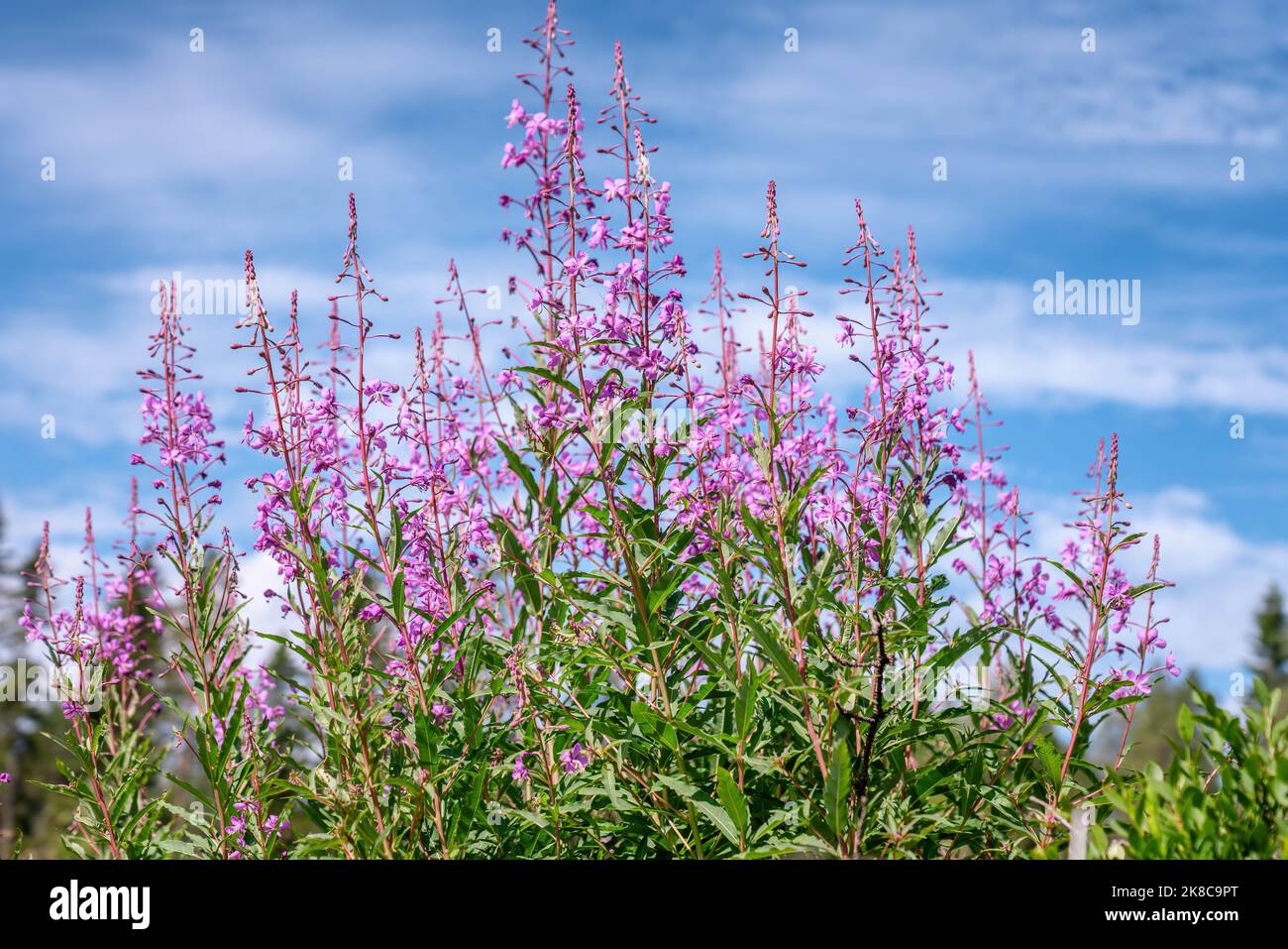 Fiori d'ariva (Willowwherb) con cielo blu come foto di primo piano di sfondo. Estate giorno di sole, colore rosa violetto forte, sfondo sfocato Foto Stock