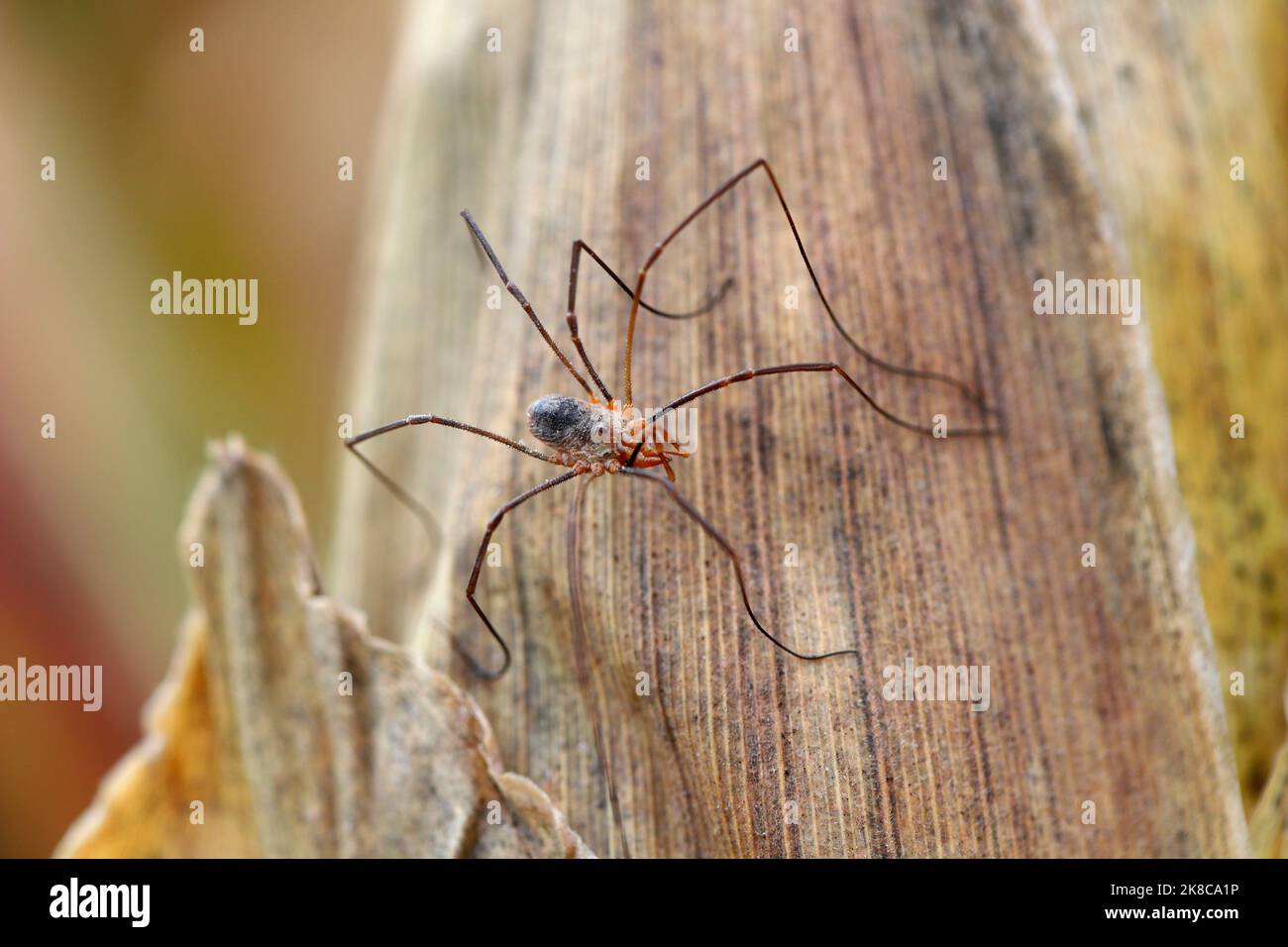 Harvestmen, raccoglitrici, ragni o palangari, ragno in un campo di coltura in agrocenosi. Foto Stock