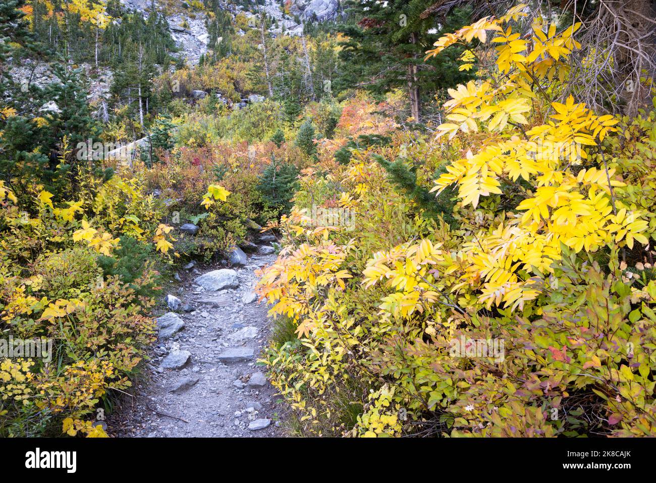 Foglie autunnali che circondano il Paintbrush Canyon Trail. Grand Teton National Park, Wyoming Foto Stock