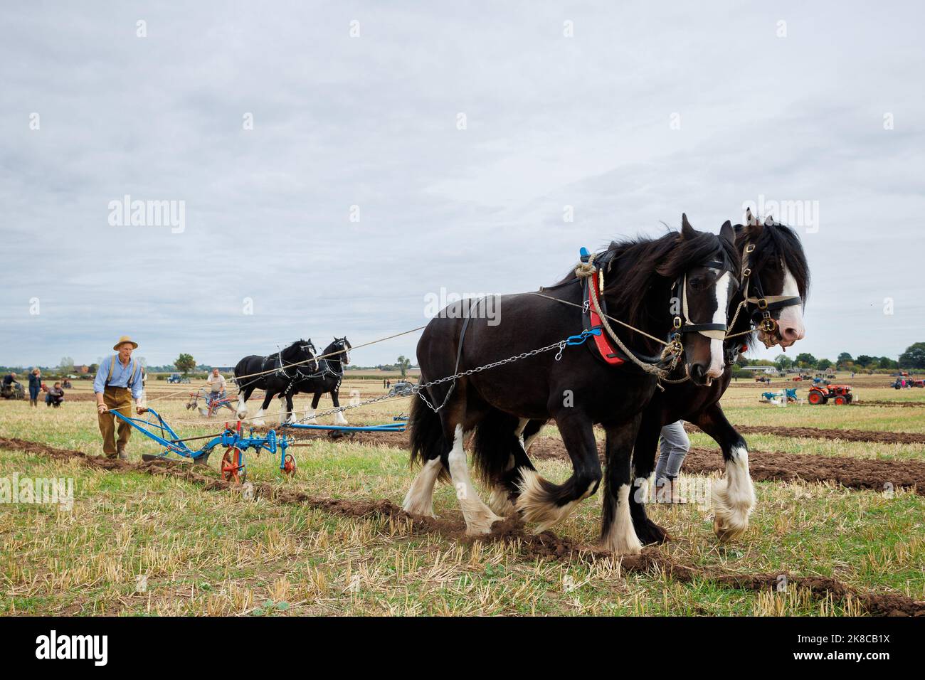 La gara annuale di aratura, hedecutting e ditching tenutasi nel Warwickshire settentrionale, Inghilterra, Sheepy and District 106th. L'evento mostra la capacità di arare utilizzando trattori o cavalli moderni e vintage. La figura mostra i concorrenti che utilizzano i cavalli per arare. Foto Stock