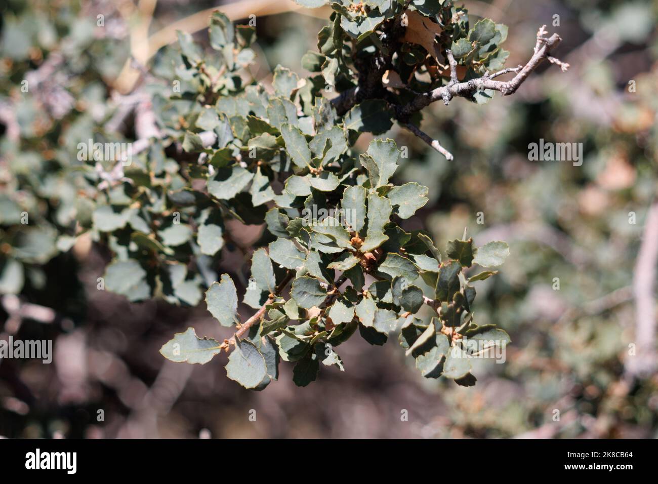 Verde-grigio alternate spinodentate foglie ellittiche trichomatiche di Quercus John-Tuckeri, Fagaceae, native nei Monti San Emidio, autunno. Foto Stock