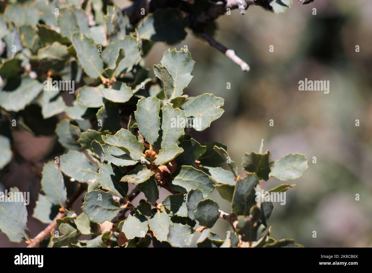 Verde-grigio alternate spinodentate foglie ellittiche trichomatiche di Quercus John-Tuckeri, Fagaceae, native nei Monti San Emidio, autunno. Foto Stock