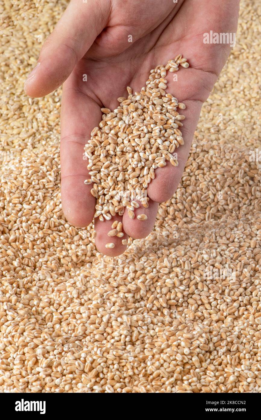 Raccolto di grano. Grani di grano nella mano come simbolo del raccolto. Crisi alimentare e carenza di cereali. Foto Stock