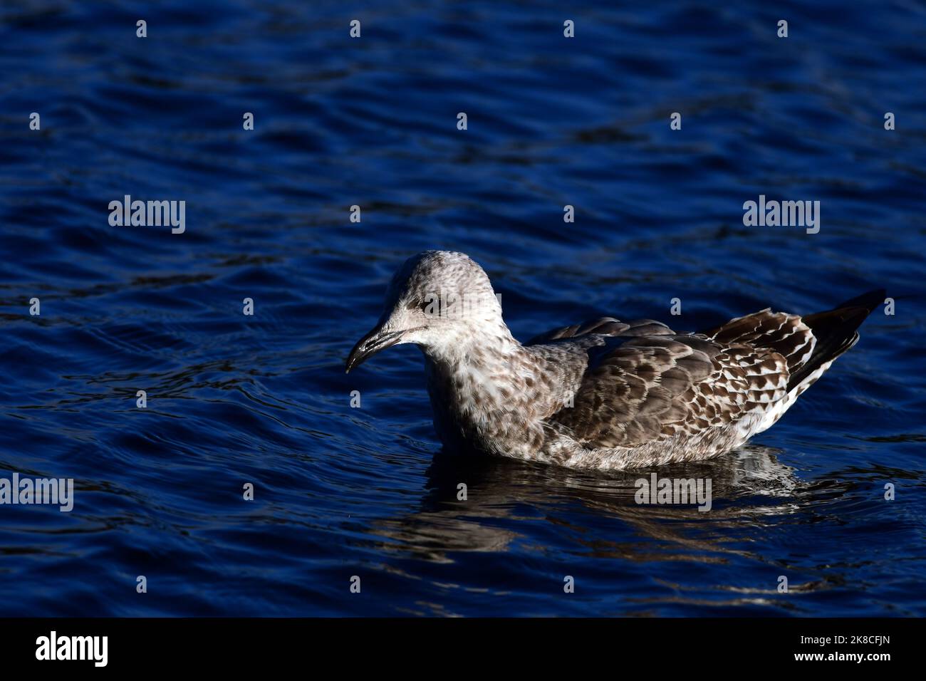 Gabbiani Linlithgow Loch Foto Stock