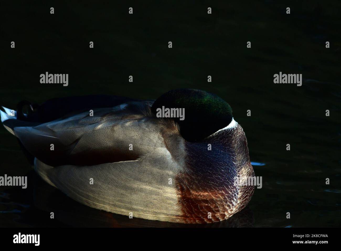 Mallard anatra platyrhynchos Anas su Linlithgow Loch Foto Stock