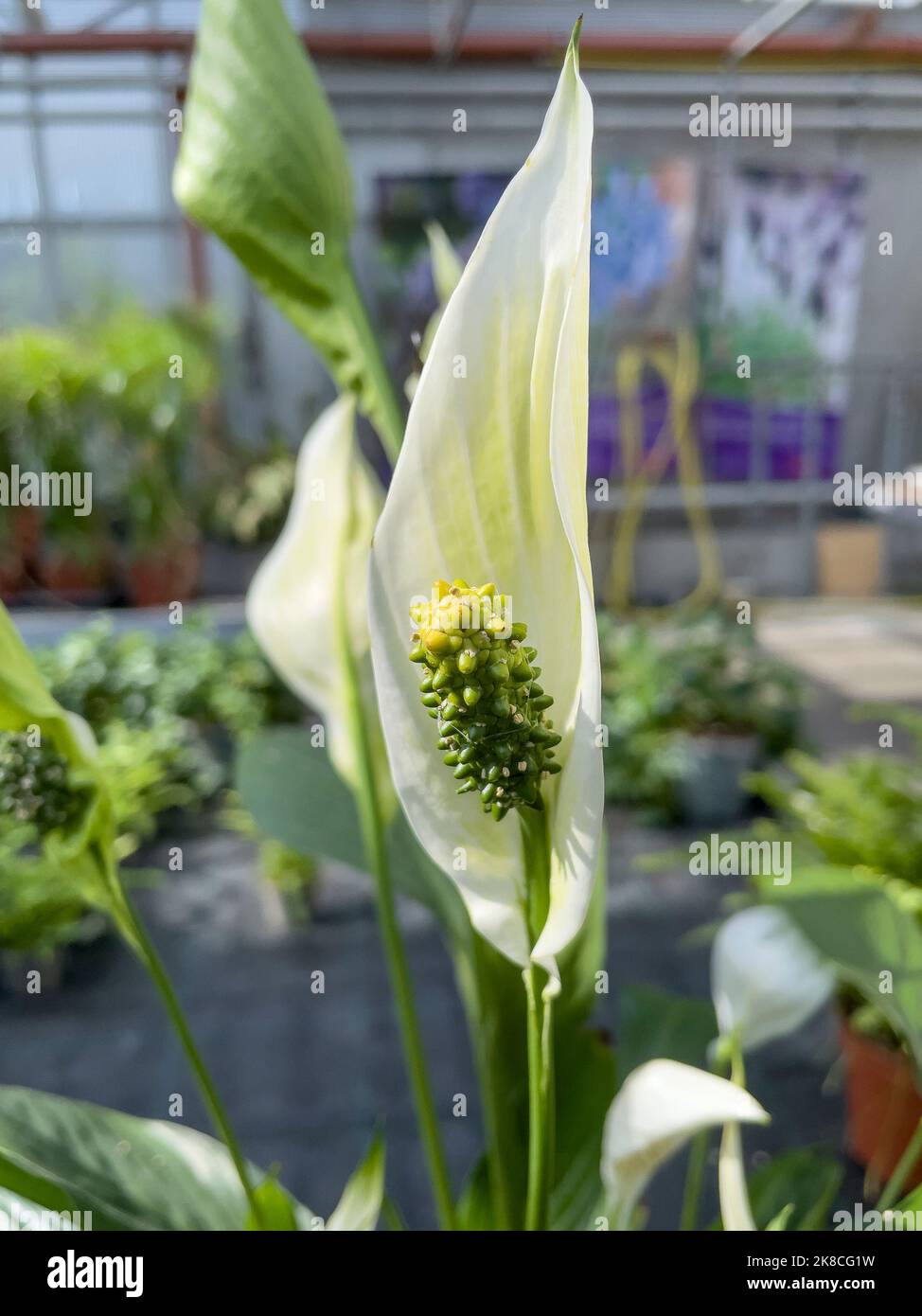Spathiphyllum cochlearispathum fiore Foto Stock