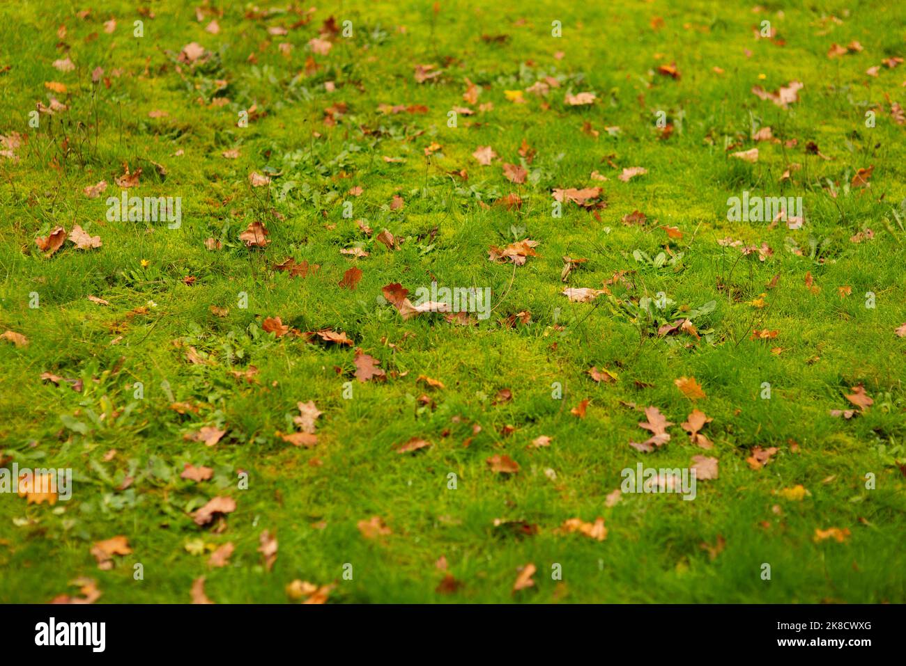 Giallo autunno caduto ricci acero foglie su erba verde con ghiande Foto Stock