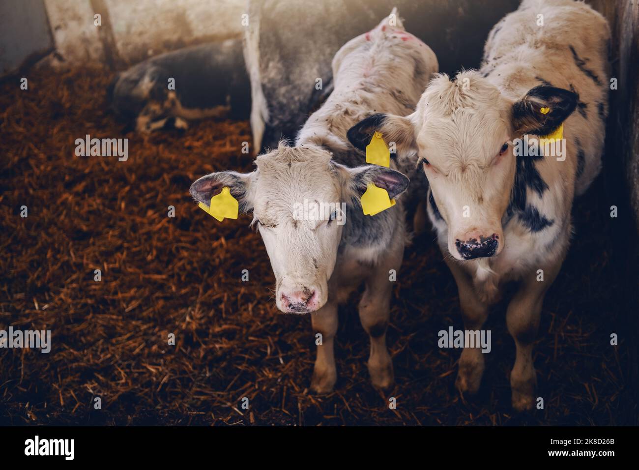 Due graziosi vitelli bianchi e neri con le etichette sulle orecchie in piedi nel fienile e guardando curiosamente la macchina fotografica. Concetto di produzione di carne e latte. Foto Stock