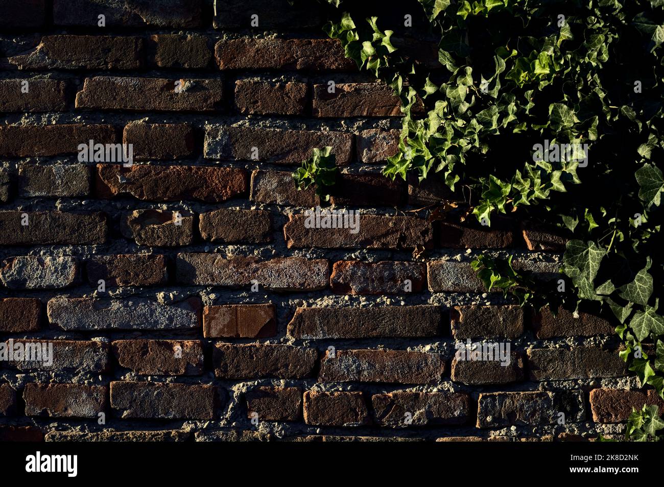 Ivy su un muro di mattoni al tramonto Foto Stock