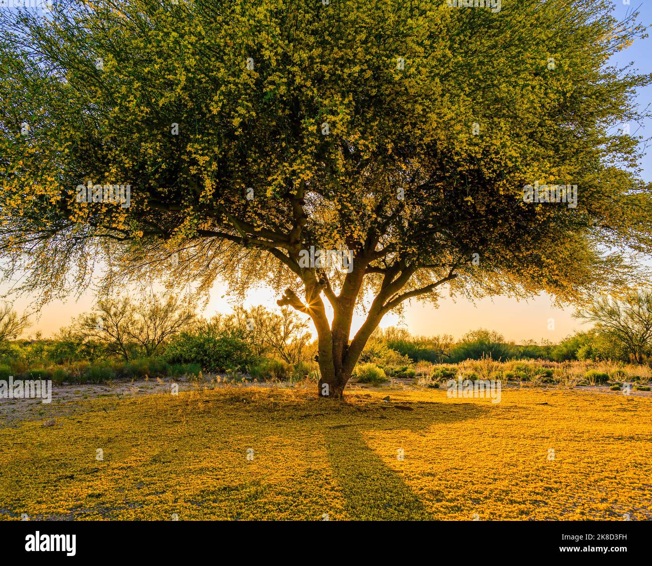 Un albero di Palo Verde in fiore crea un ricco tappeto giallo mentre incornicia il sole tramontante nei suoi rami. Foto Stock