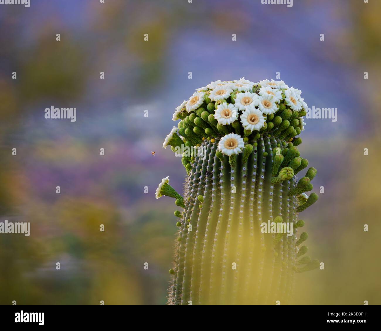 Una piccola ape impollinare la fioritura di un gigante saguaro cactus. Foto Stock