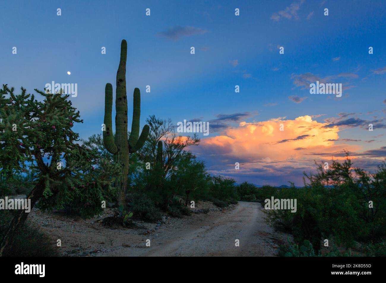 La sera scende alla fine di una giornata attiva di monsoni nel deserto di sonora. Tucson, Arizona. Foto Stock