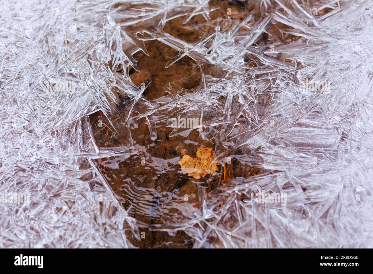 Una foglia d'autunno se incorniciata da un intricato modello di ghiaccio formato lungo questo torrente nelle White Mountains dell'Arizona. Foto Stock