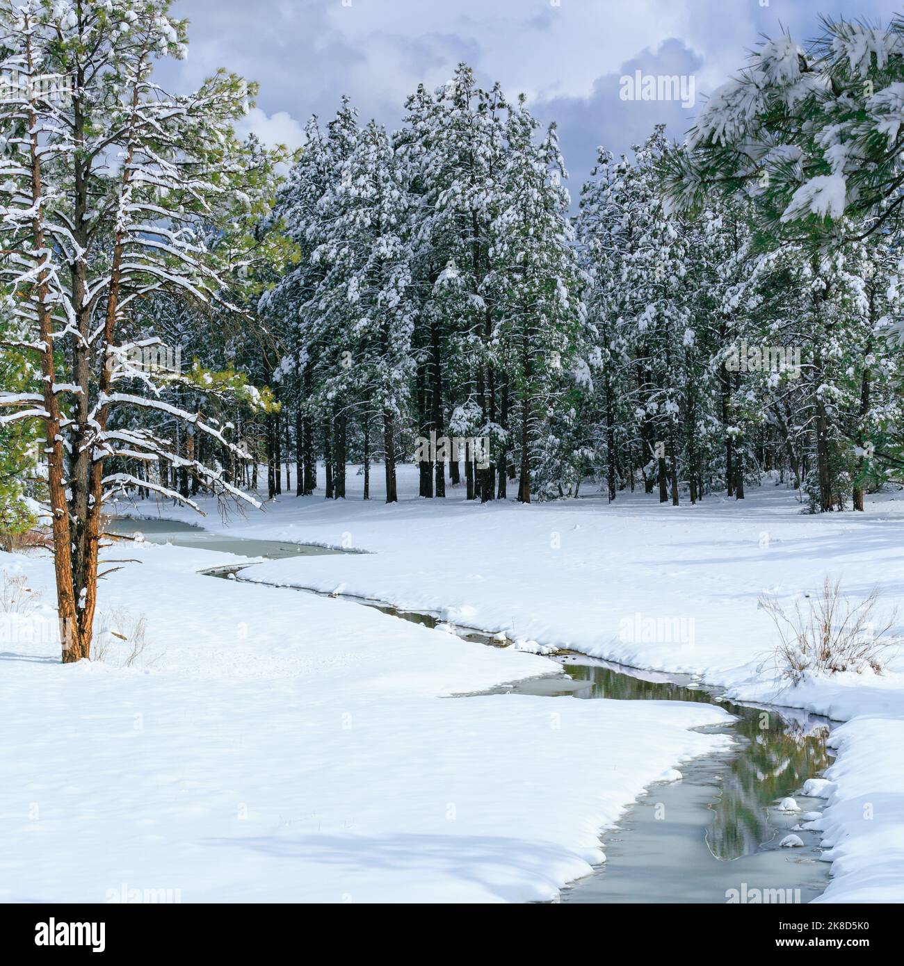 Una scena invernale lungo Porter Creek vicino a Pinetop-Lakeside, Arizona, nelle White Mountains. Foto Stock