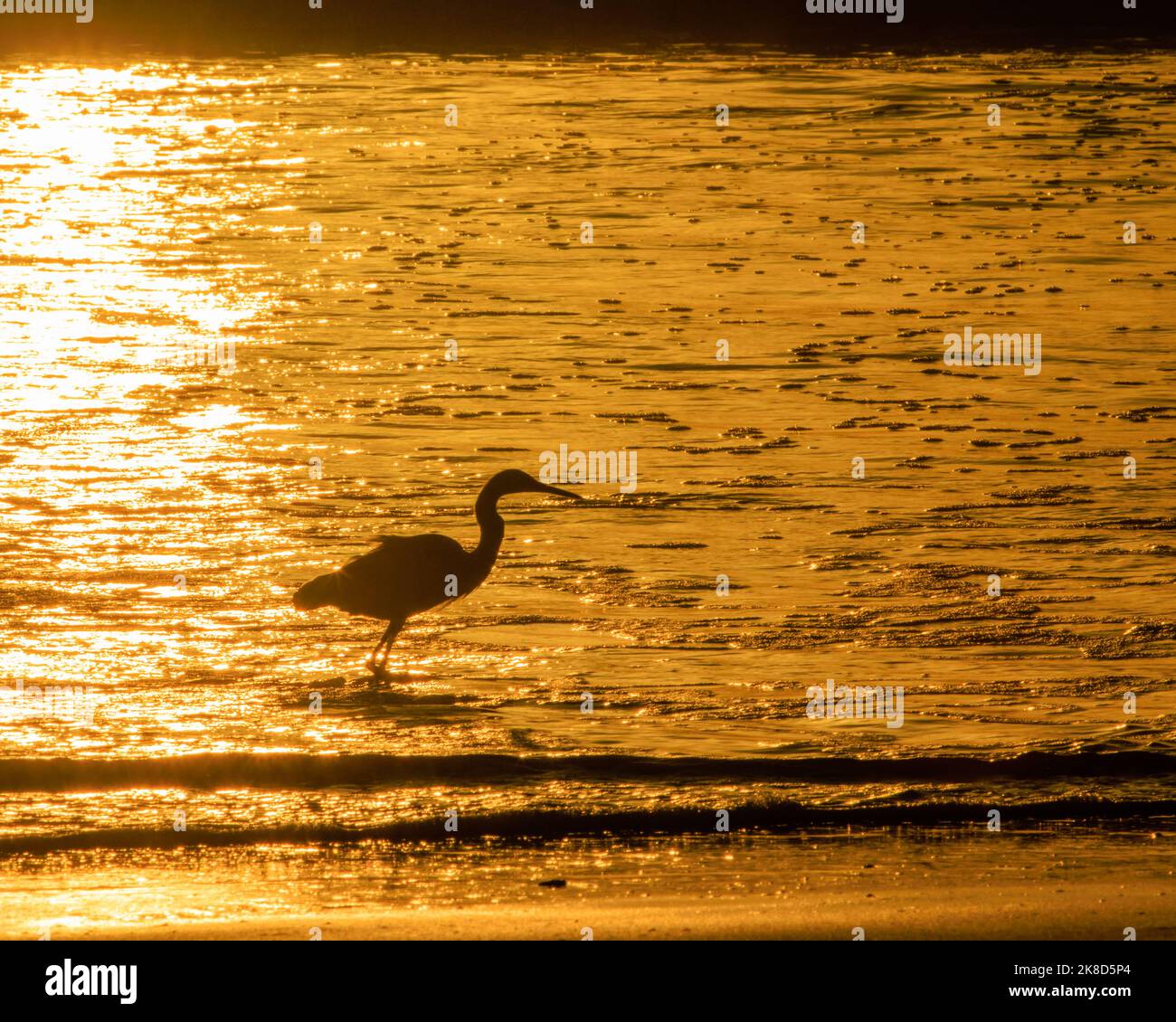Un uccello di mare caccia lungo la spiaggia vicino al tramonto a Carlsbad Village California. Foto Stock