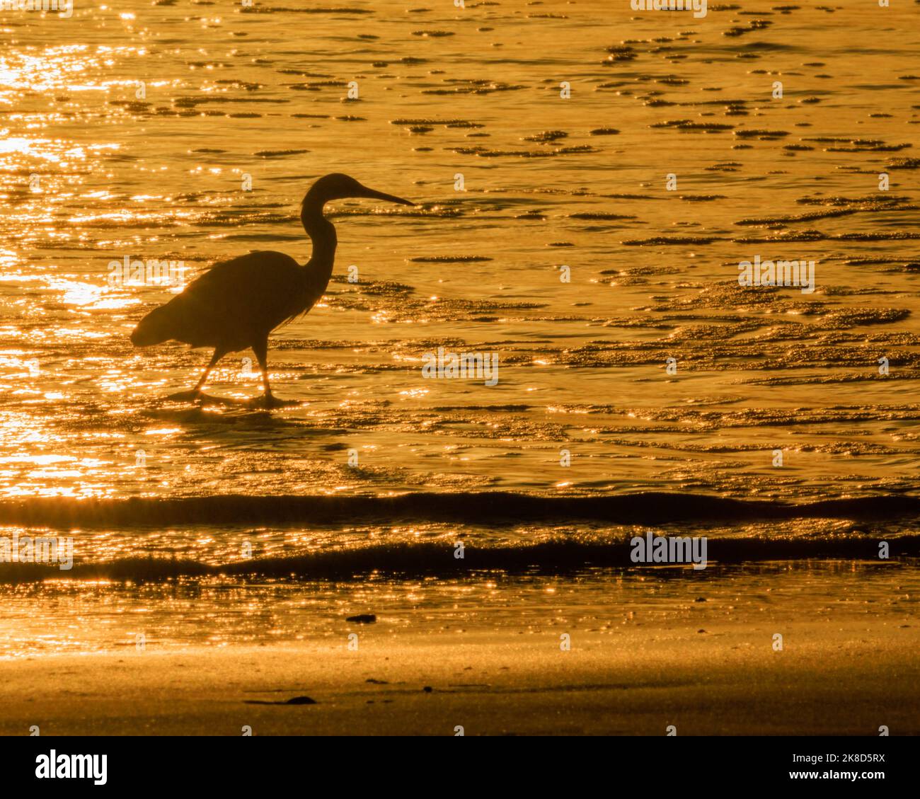 Un uccello di mare caccia lungo la spiaggia vicino al tramonto a Carlsbad Village California. Foto Stock