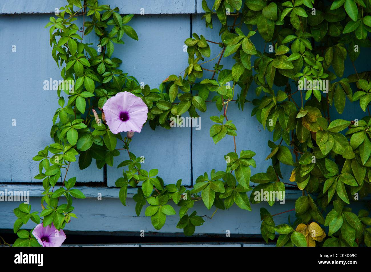 Vista ravvicinata di un fiore viola della Ferrovia-superriduttore su una vite verde che cresce su un muro con scandole blu Foto Stock