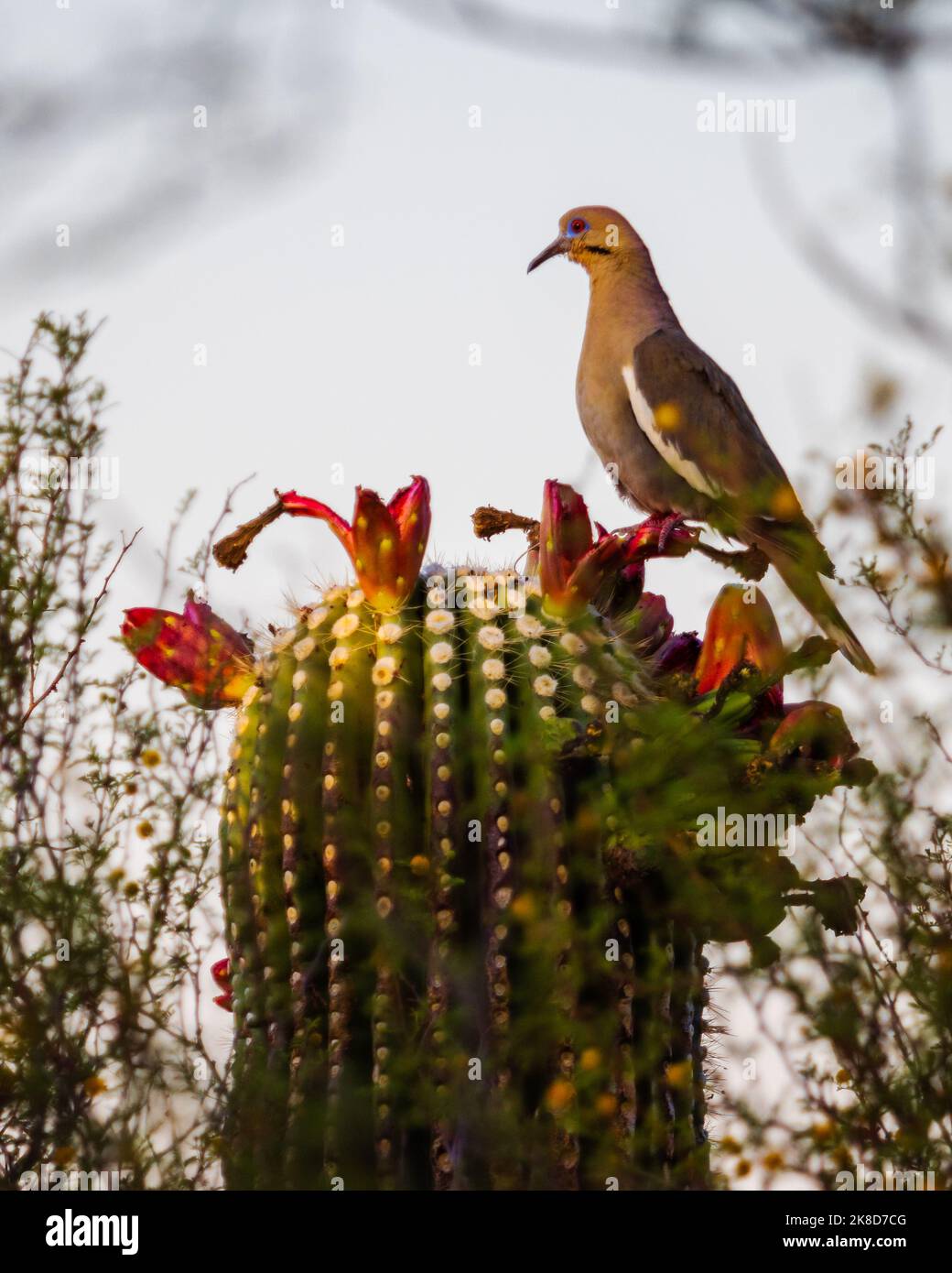 Una colomba bianca e solitaria arroccata sulla cima di un Saguaro carico di frutta matura. Foto Stock