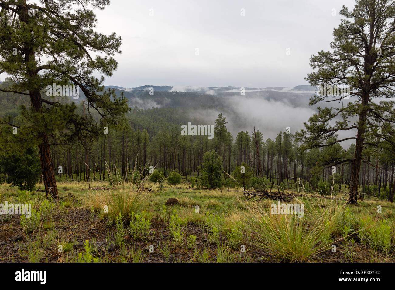 La nebbia copre la foresta nazionale vicino a Wildcat Crossing nelle White Mountains dell'Arizona. Foto Stock
