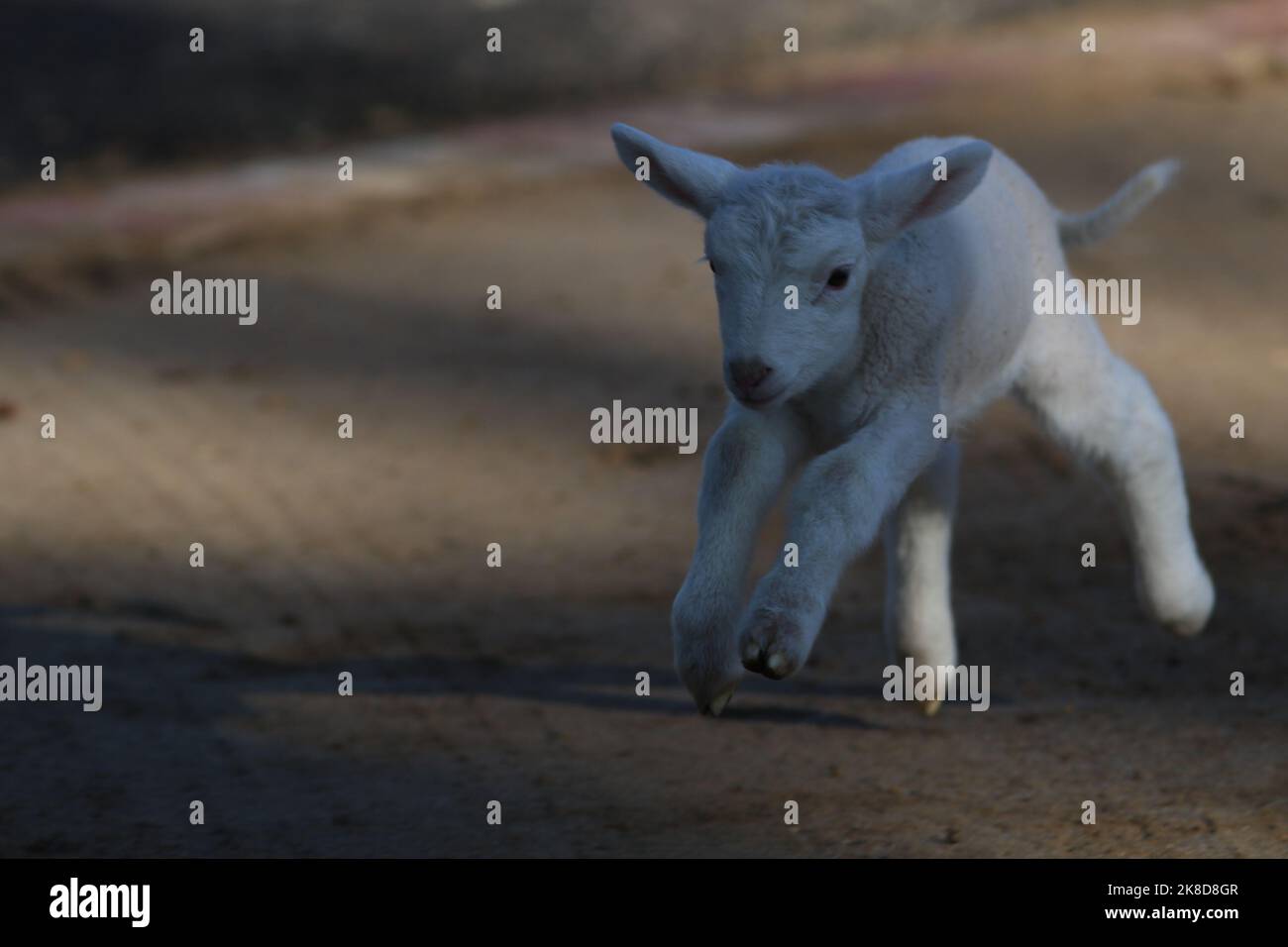 Toby l'agnello da compagnia alimentato in bottiglia che vive in Kangaroo Ground, Victoria, Australia Foto Stock