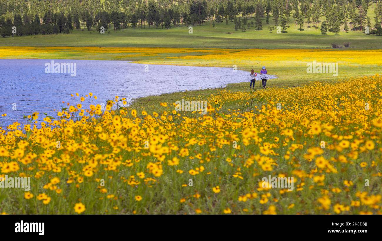 Gli escursionisti camminano lungo la riva fiancheggiata da fiori gialli del fiume Reservoir vicino a Greer, Arizona. Foto Stock