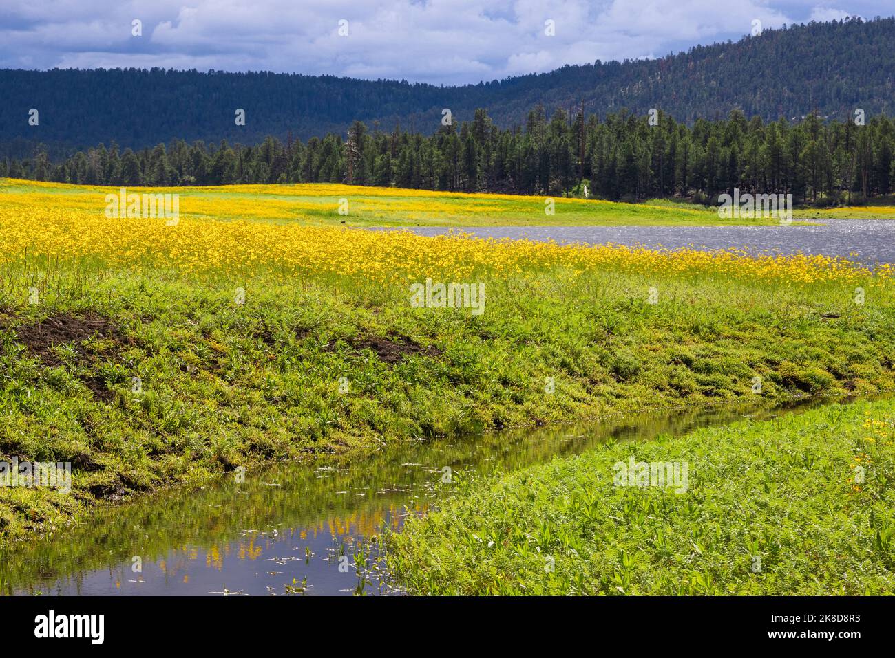 I fiori gialli si riflettono nel bacino idrico del fiume vicino a Greer, Arizona. Foto Stock