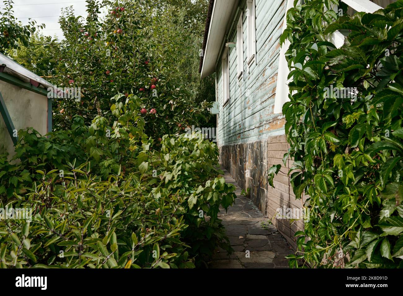 Parte di cottage in legno o dacha coltivato con foglie di uva verde circondato da cespugli e alberi che crescono nel giardino Foto Stock