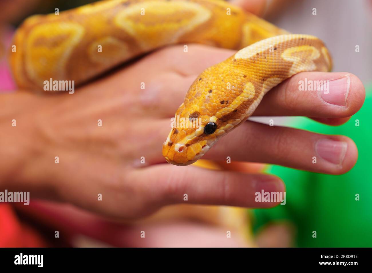 Primo piano di pitone albino nelle mani dell'uomo. Serpente giallo di pitone. Primo piano serpente Foto Stock