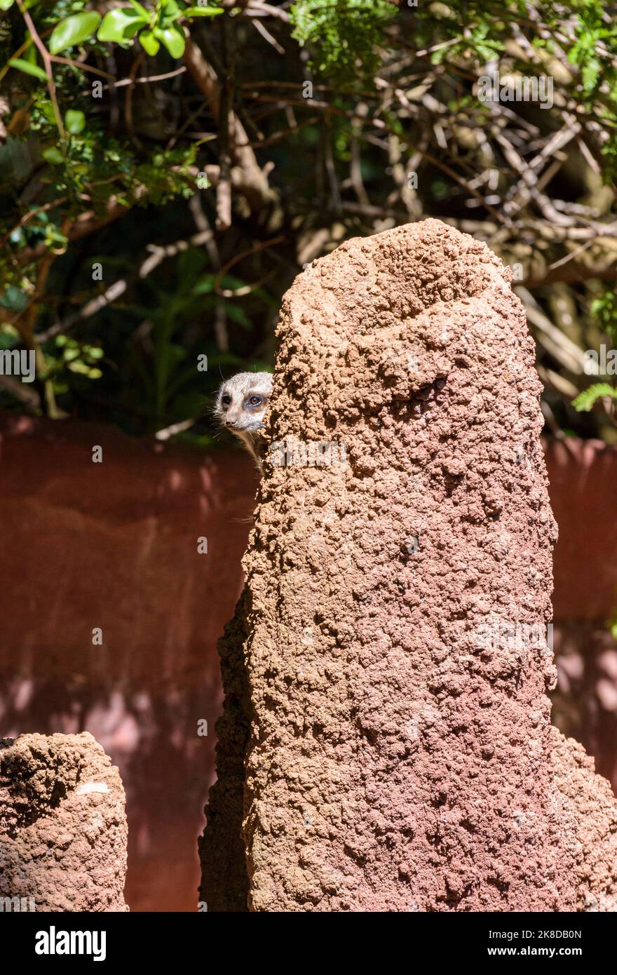 Un Meerkat Dalla Coda Snella allo Zoo di Perth, Australia Occidentale Foto Stock