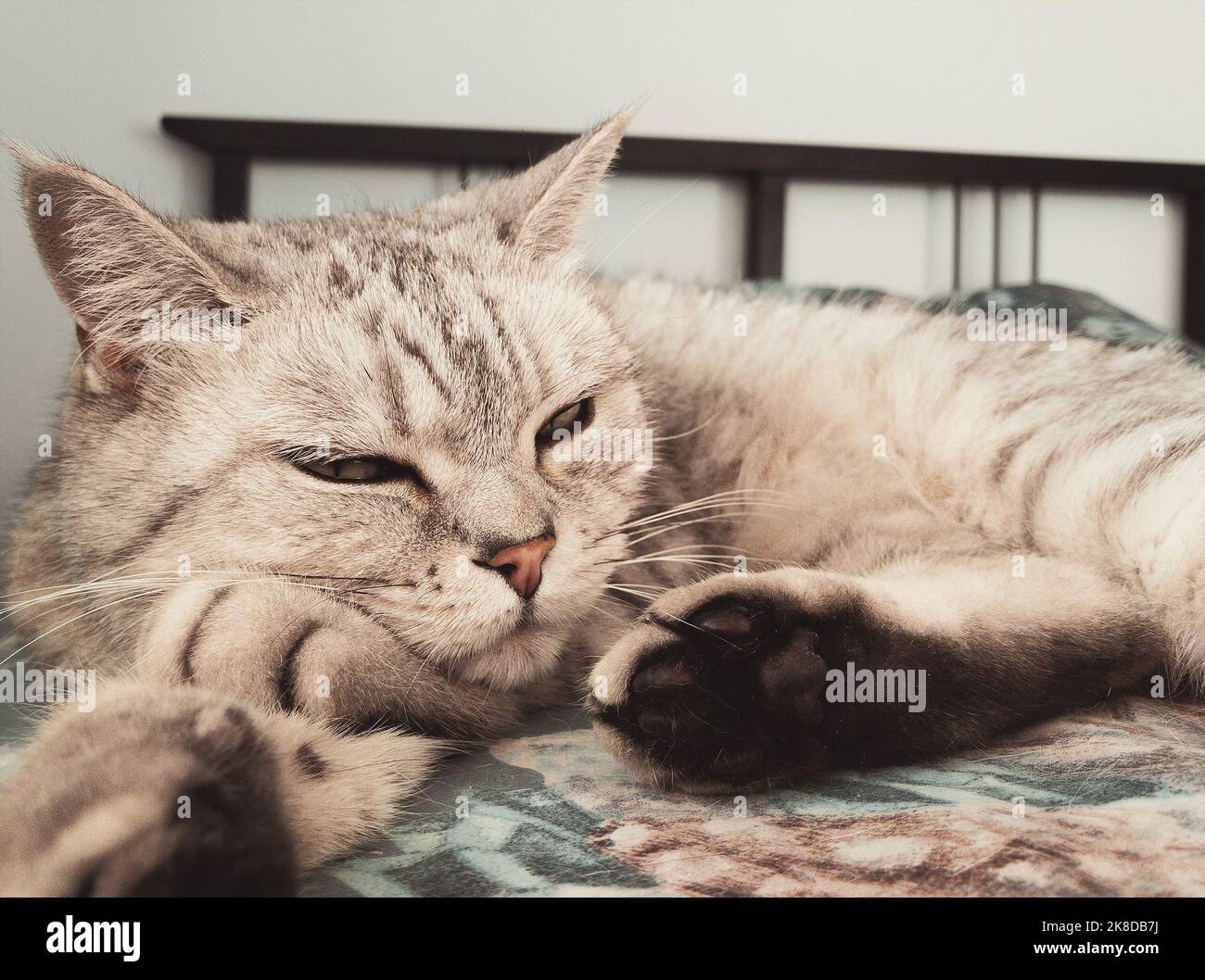 gatto cinchilla britannico a letto Foto Stock