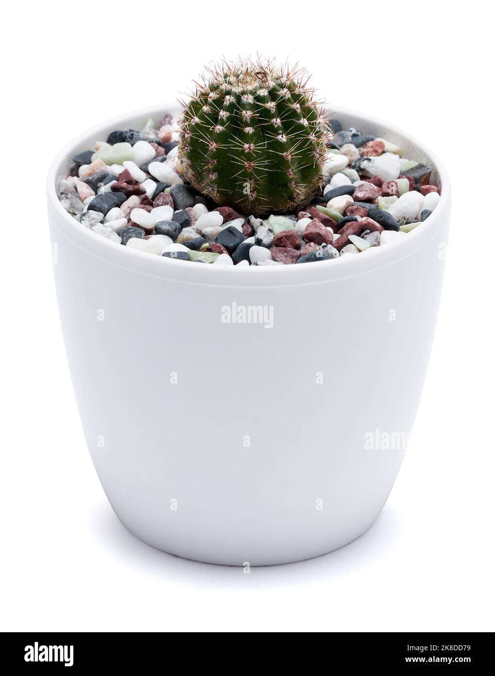 Impianto di Cactus in vaso di plastica bianca isolato su sfondo bianco Foto Stock