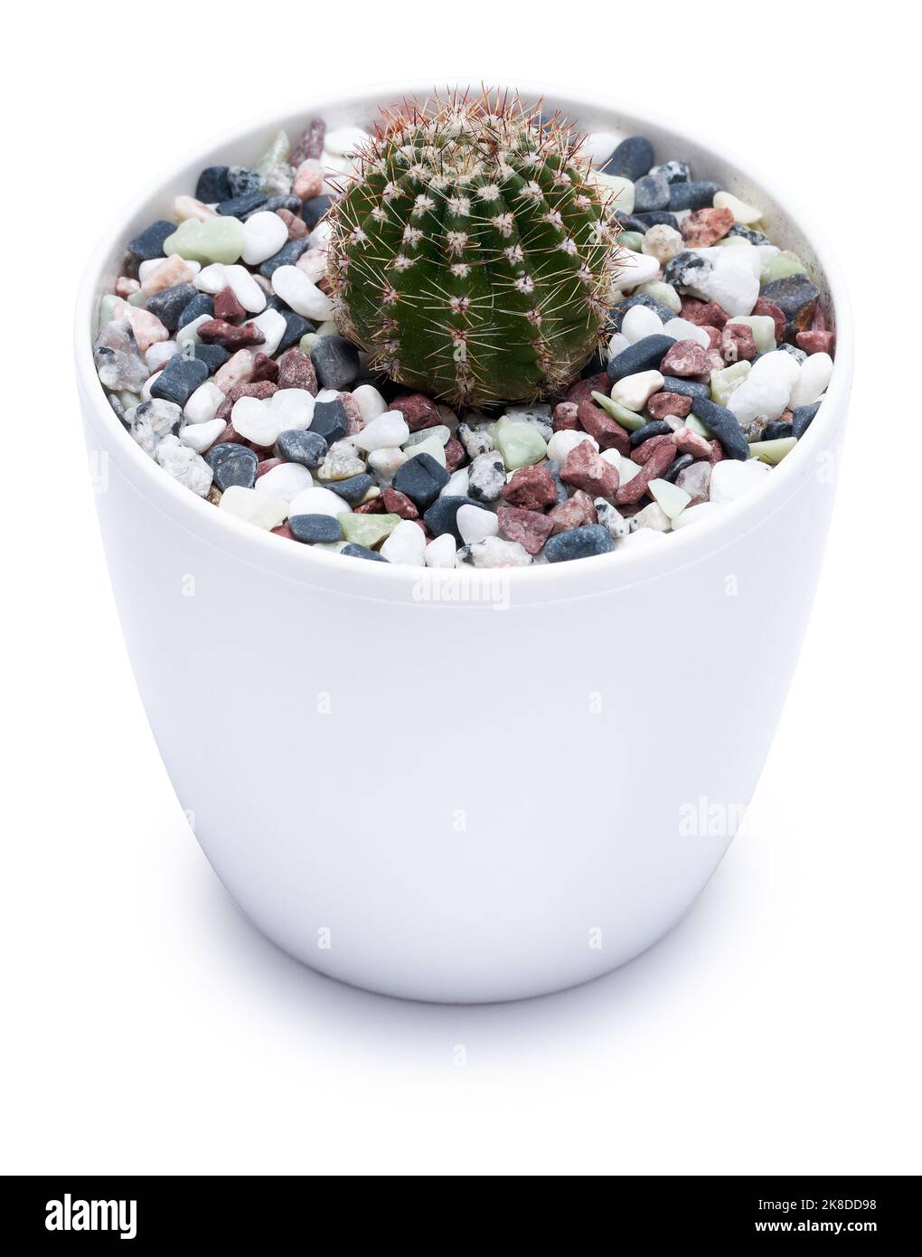 Impianto di Cactus in vaso di plastica bianca isolato su sfondo bianco Foto Stock