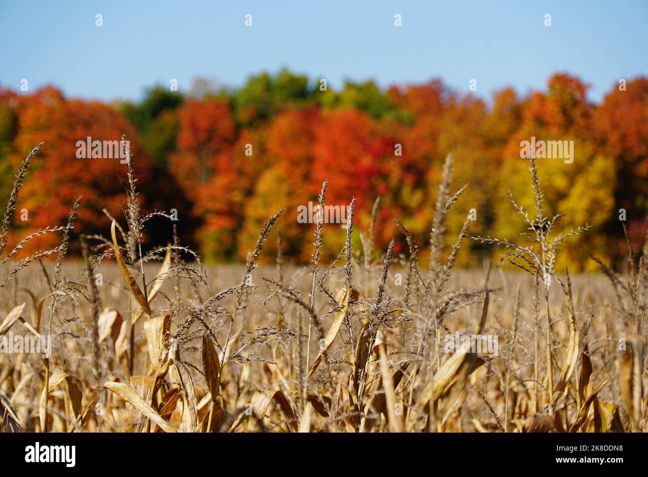 Gambi di mais secchi con lo sfondo del fogliame autunnale vicino al lago Cayuga, New York, U.S.A Foto Stock