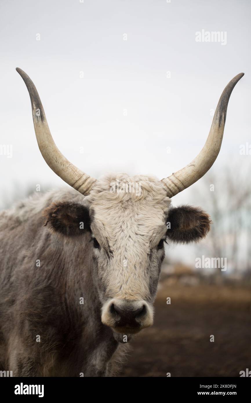 Primo piano verticale di mucca bianca con lunghe corna in sfumature di grigio da qualche parte nel paese. Foto Stock