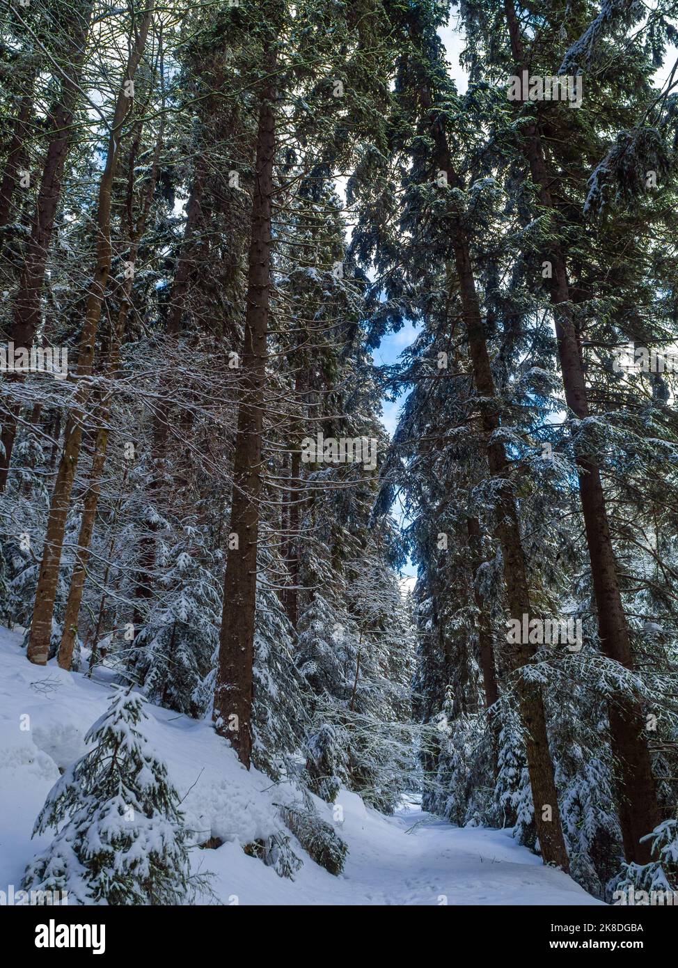 Foreste di montagna in inverno Foto Stock