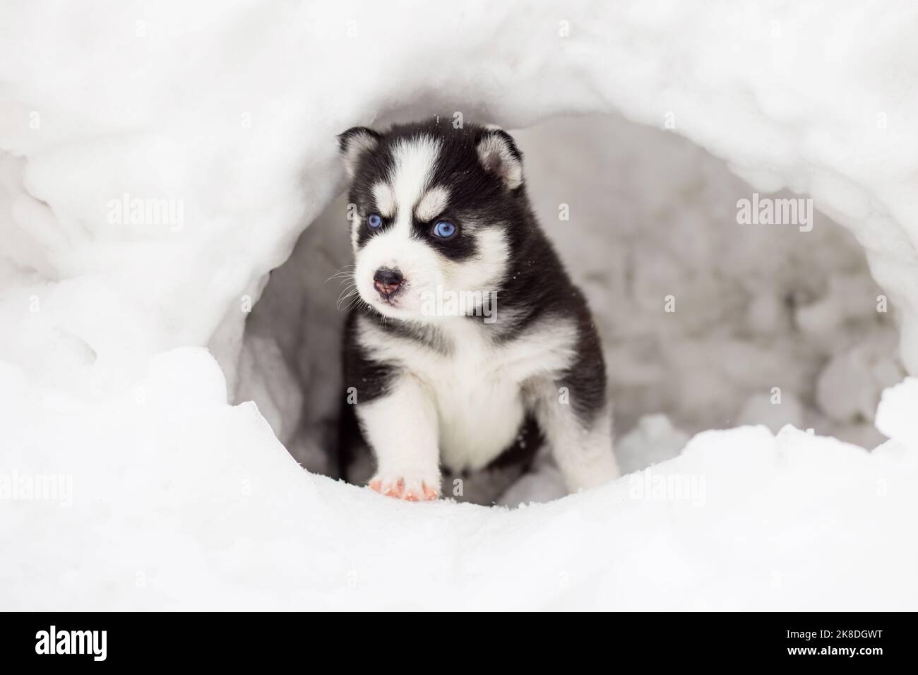 Ritratto invernale di un simpatico cucciolo di Husky siberiano, cane sulla neve in inverno Foto Stock