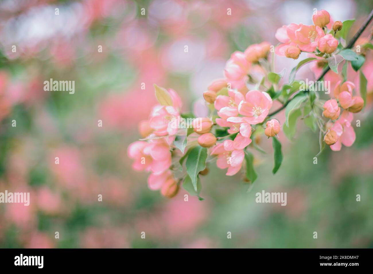 Ramificazione con fiori rosa su sfondo sfocato verde scuro Foto Stock