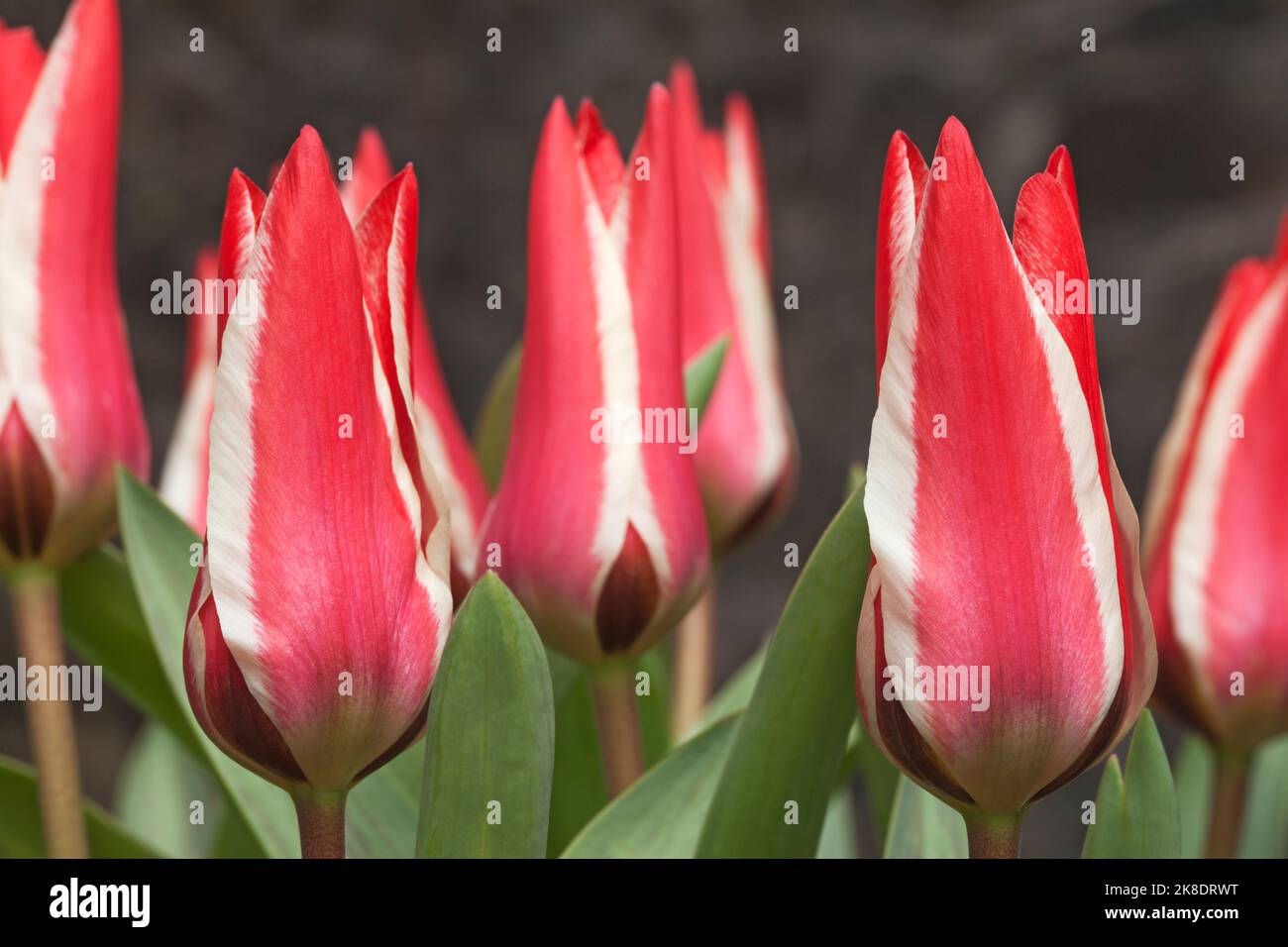 Tulipa greigii 'Pinocchio' Foto Stock