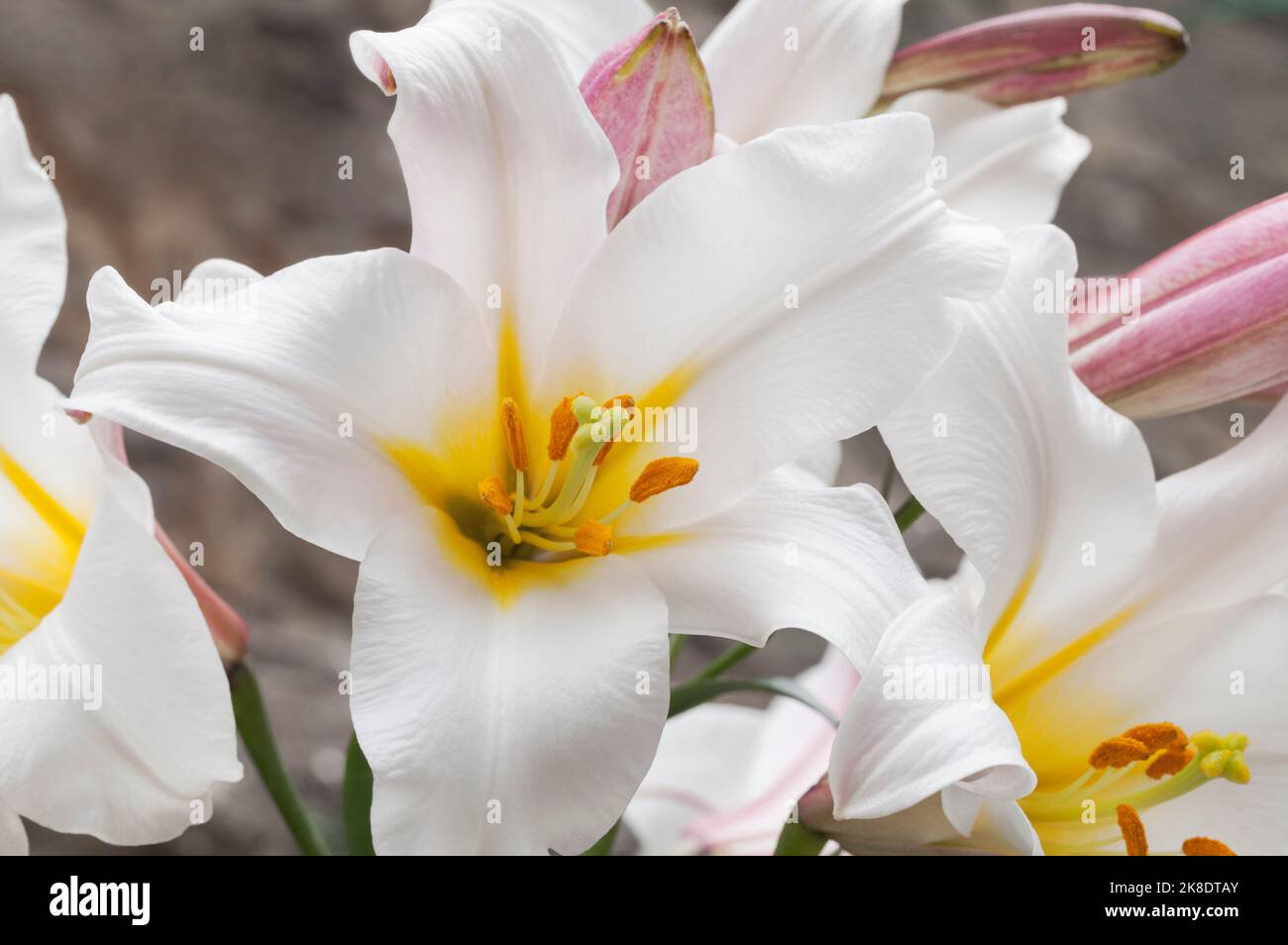 Regal Lily, Lilium regale Foto Stock