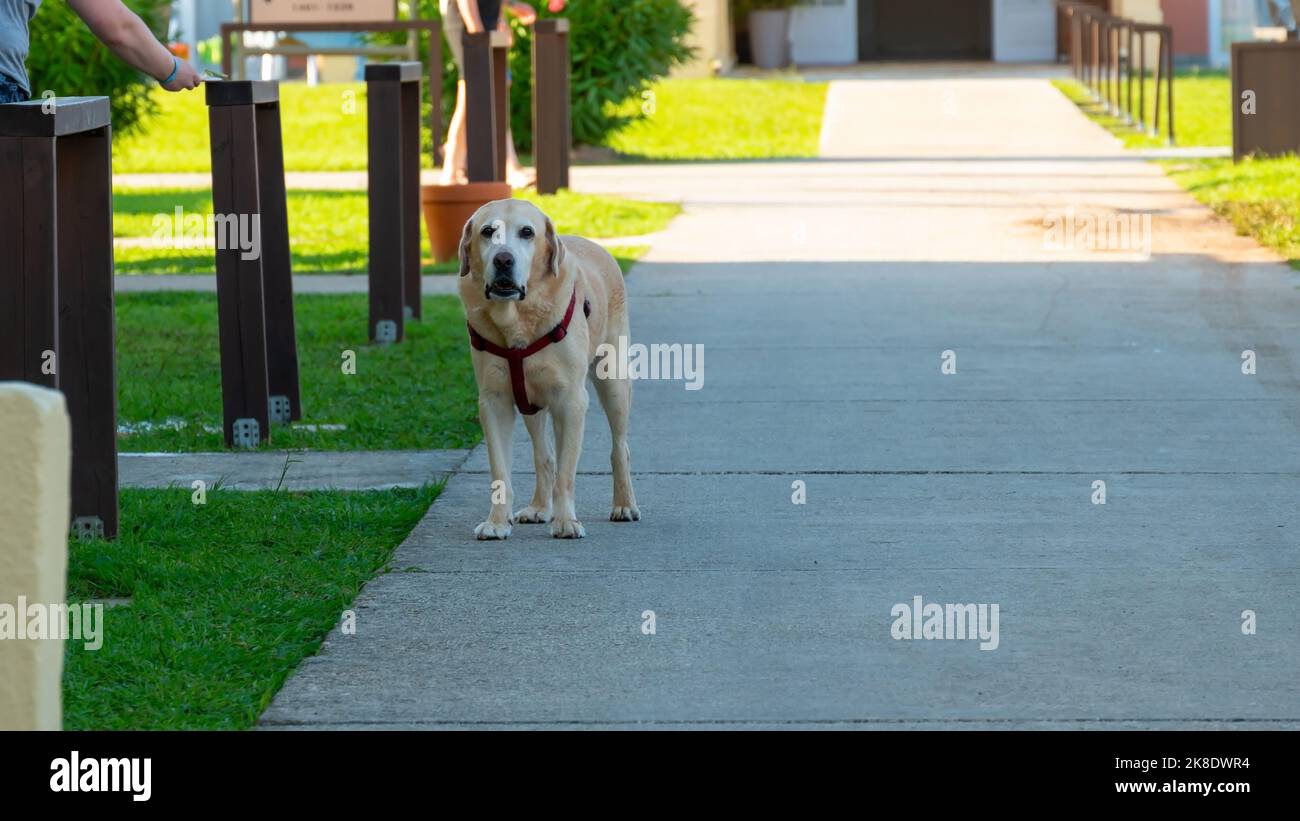 Labrador Lost in Hotel Territory Moraitika, Corfù, Grecia. Foto Stock