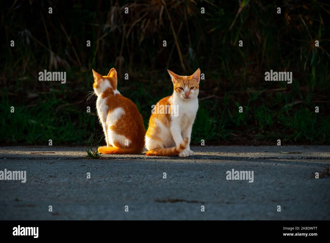 Piccoli gattini greci senzatetto bianchi rossi si siedono da dietro. Moraitika, Corfù. Foto Stock