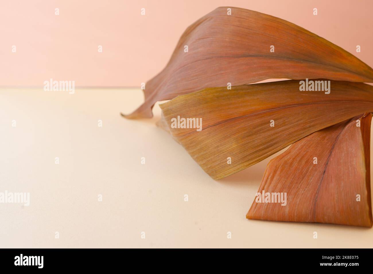 foglie marroni essiccate su sfondo rosa. immagine autunnale della carta da parati. composizione creativa. spazio copia Foto Stock
