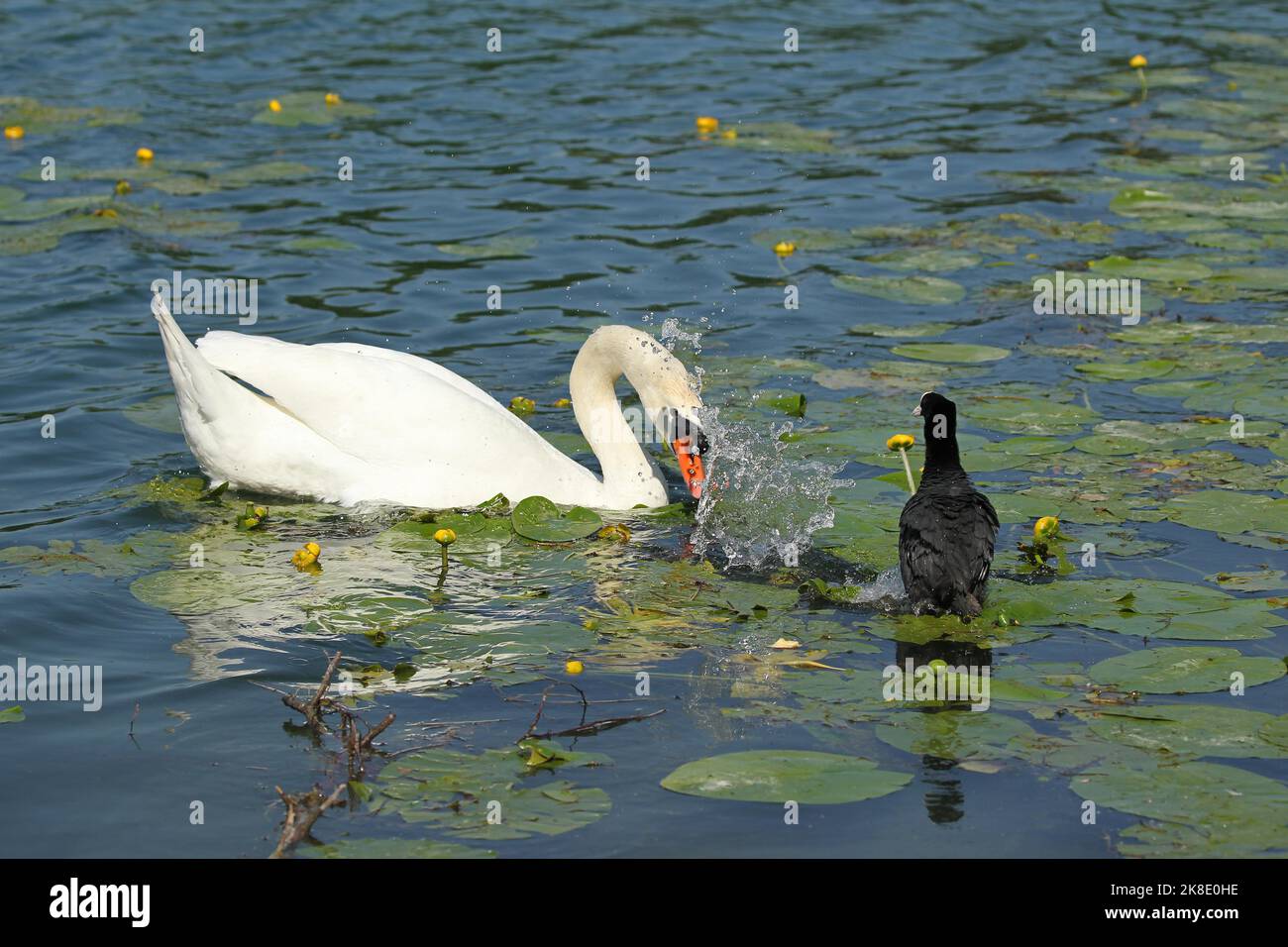 Muto Swan (Cygnus olor) attacca la folaga comune (Fulica atra) Allgaeu, Baviera, Germania Foto Stock