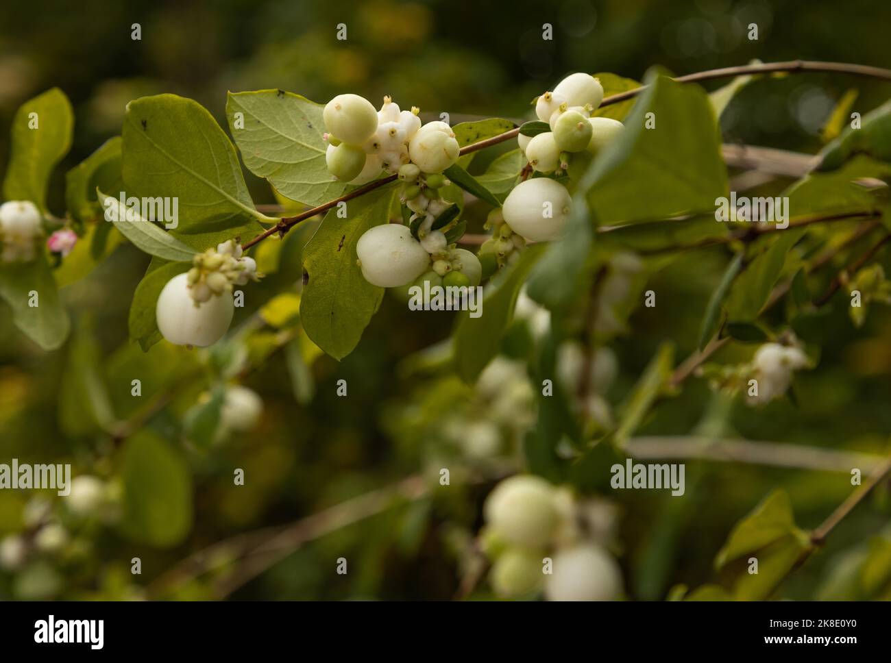 Comune di bacca di neve (Symphoricarpos albus) in autunno Foto Stock